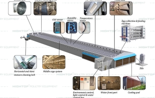 H Type Automatic Egg Layer Chicken Equipment