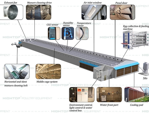 H Type Automatic Egg Layer Chicken Equipment