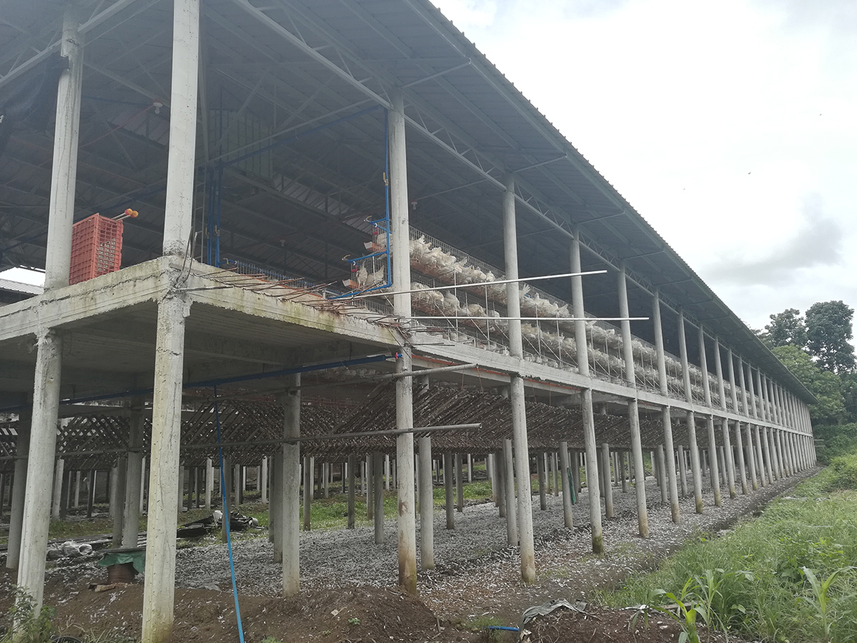 layer chicken cage in philippines chicken house