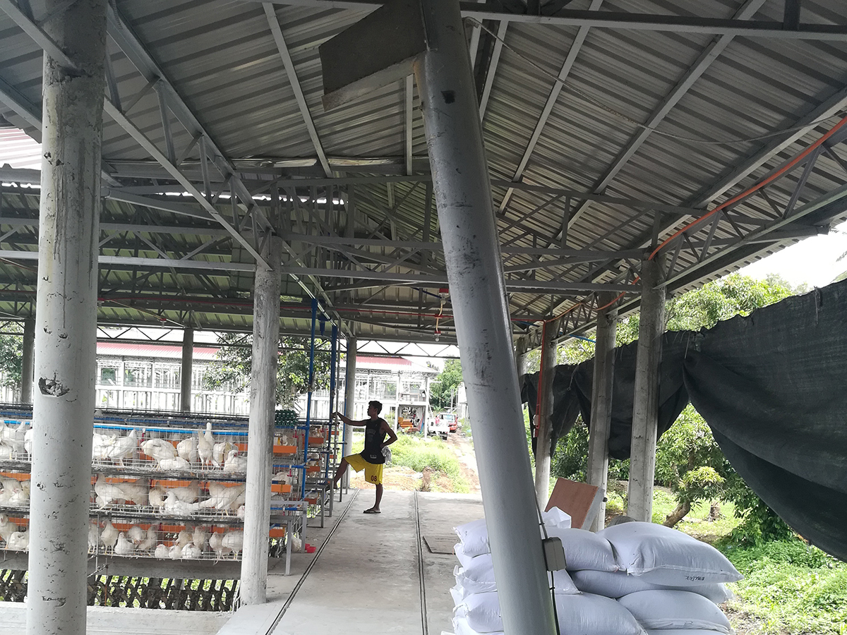 layer chicken cage in philippines chicken house