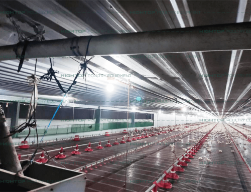 38,000 Broiler Deep Litter System Farm in Philippines