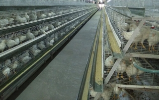 A Type Broiler Cage