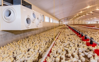 Daily Management of Broiler Breeding