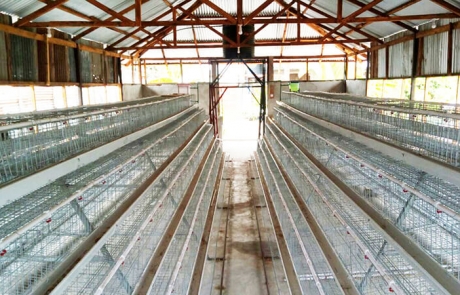 commercial chicken farming